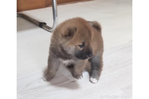 販売中の秋田県の柴犬-396401の3枚目